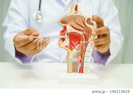 Asian doctor with nasal oral throat cavity neck human anatomy model for study diagnosis and treatment in hospital. Asian doctor with nasal oral throat cavity neck human anatomy model for study diagnosis and treatment in hospital. 140213629