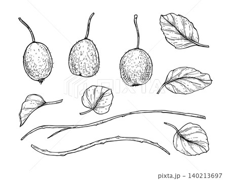 Set of hand drawn kiwi fruits with leaves and twigs realistic graphic sketch. Monochrome ripening exotic fruit clip art. Botanical drawing for menu design, diet concept or healthy nutrition Set of hand drawn kiwi fruits with leaves and twigs realistic graphic sketch. Monochrome ripening exotic fruit clip art. Botanical drawing for menu design, diet concept or healthy nutrition 140213697