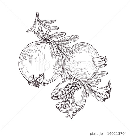 Pomegranate fruit with branch and leaves hand-drawn black ink vector illustration. Monochrome ripe pods, leaves on flowering twig illustration. Botanical graphic sketch for menu, healthy diet concept. 140213704