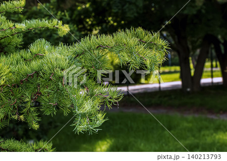 Textured Larch Branch with Fresh Green Needles 140213793