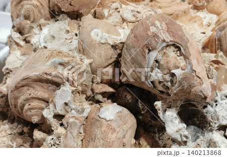 sea shells fossil sea shells fossil 140213868