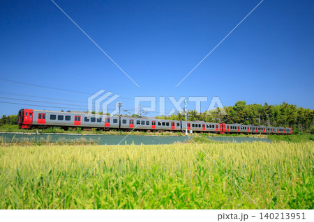 青麦と813系電車(JR九州) 青麦と813系電車(JR九州) 140213951