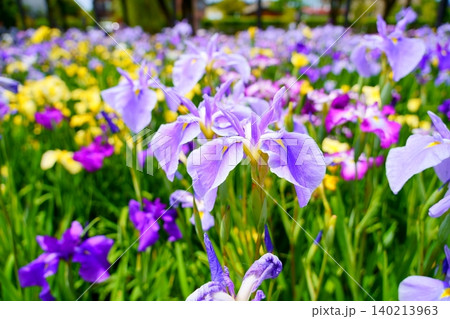 水郷潮来あやめ園に咲く紫の花菖蒲 水郷潮来あやめ園に咲く紫の花菖蒲 140213963