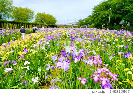 水郷潮来あやめ園の鮮やかな花菖蒲 水郷潮来あやめ園の鮮やかな花菖蒲 140213967