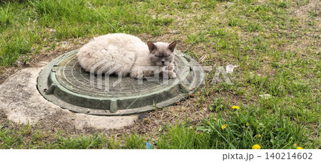 A stern, light-colored stray cat basks in the sun on a manhole cover. A stern, light-colored stray cat basks in the sun on a manhole cover. 140214602