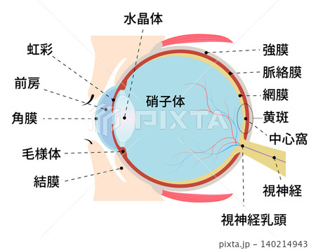人間の眼球の断面図　名称あり 140214943