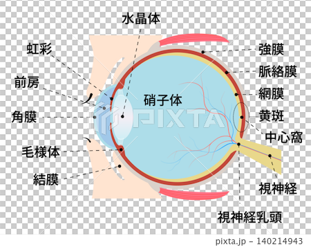 人類眼球橫斷面圖，並標示了各部分的名稱。 140214943