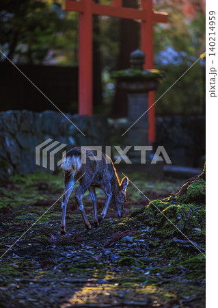 朱色の鳥居と神域の森に佇む奈良公園の鹿 朱色の鳥居と神域の森に佇む奈良公園の鹿 140214959