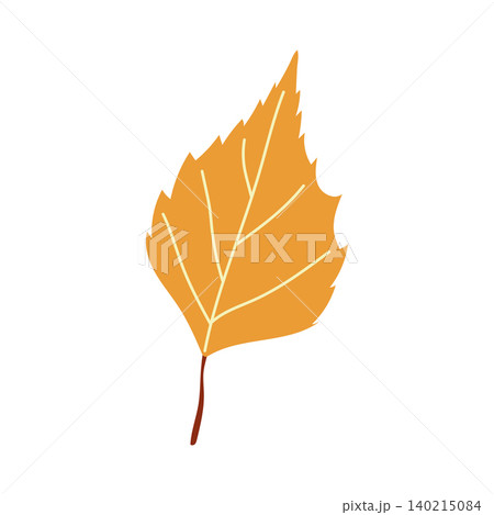 Yellow birch or aspen leaf vector autumn illustration isolated 140215084