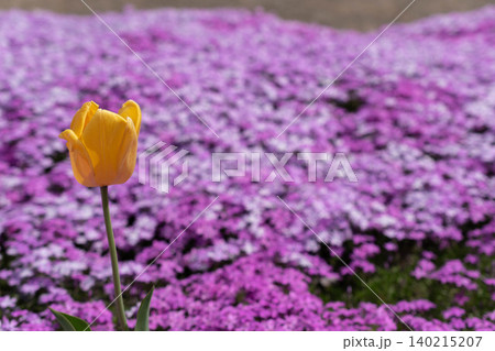 満開の芝桜の中に咲く黄色いチューリップ 満開の芝桜の中に咲く黄色いチューリップ 140215207