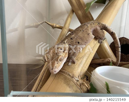 Gecko resting on bamboo in a glass terrarium at home during sunny afternoon Gecko resting on bamboo in a glass terrarium at home during sunny afternoon 140215549