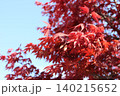 真っ赤な紅葉 140215652