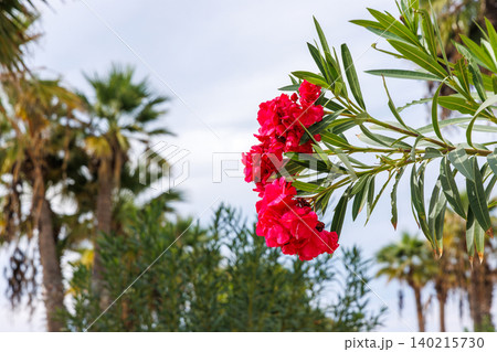 Red oleander flowering shrub in a Mediterranean garden in Paphos, Cyprus, with palm trees and subtropical resort atmosphere. Red oleander flowering shrub in a Mediterranean garden in Paphos, Cyprus, with palm trees and subtropical resort atmosphere. 140215730