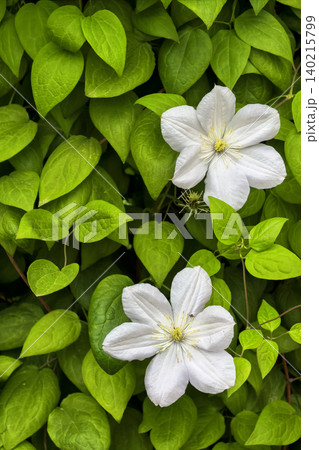 White Clematis Flowers Among Lush Green Leaves White Clematis Flowers Among Lush Green Leaves 140215799