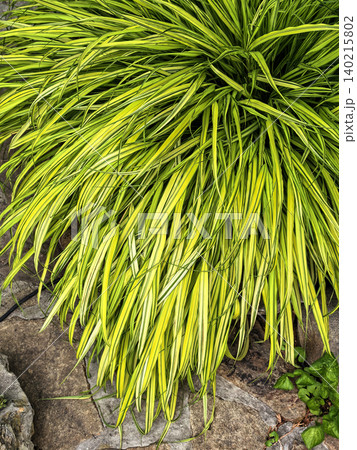 Variegated Ornamental Grass Growing In Garden Bed Variegated Ornamental Grass Growing In Garden Bed 140215802