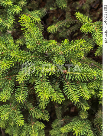 Fresh Green Spruce Branches Close Up Background Fresh Green Spruce Branches Close Up Background 140215803