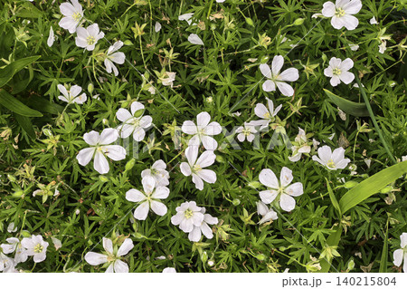 White Cranesbill Flowers Forming Natural Ground Cover White Cranesbill Flowers Forming Natural Ground Cover 140215804