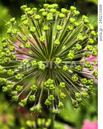 Decorative Seed Head With Green Seed Capsules 140215806