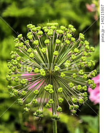 Green Allium Seed Head With Developing Seed Pods 140215807