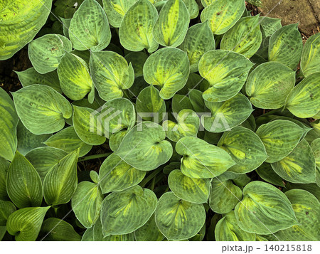 Green Hosta Leaves With Natural Variegation Pattern Green Hosta Leaves With Natural Variegation Pattern 140215818