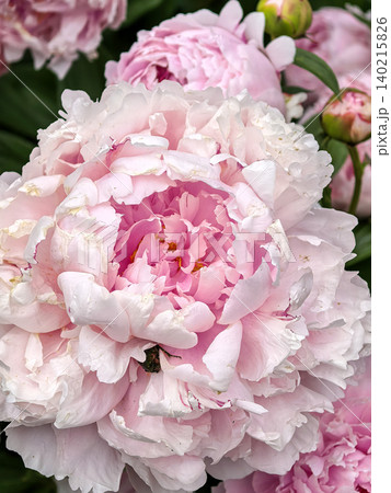 Soft Pink Peony Blossom With Layered Petals Soft Pink Peony Blossom With Layered Petals 140215826