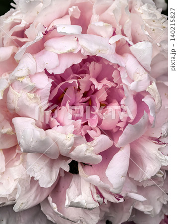 Delicate Pink Peony Blossom With Layered Petals 140215827