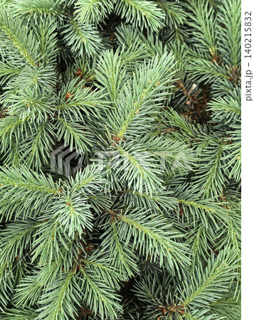 Blue Spruce Needles Forming Evergreen Background Blue Spruce Needles Forming Evergreen Background 140215832