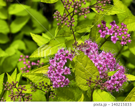 Pink Spirea Flowers With Fresh Green Leaves Pink Spirea Flowers With Fresh Green Leaves 140215833