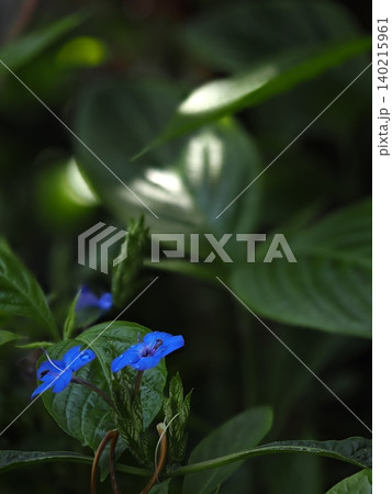 ​5月の植物館で深度合成撮影した鮮やかな青いルリハナガサの花と雫 140215961