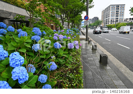 紫陽花色づく6月の京都市中京区 御池通 140216168