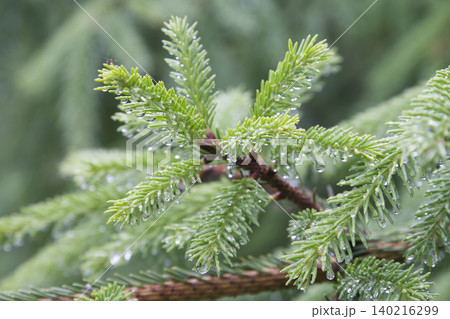 Spruce Tree Branch New Growth with Raindrops Closeup Spruce Tree Branch New Growth with Raindrops Closeup 140216299