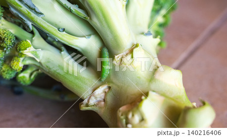 Green caterpillar on a broccoli stalk. Close-up view of eco-food with pests on the plant. Fresh vegetable with natural elements. 140216406