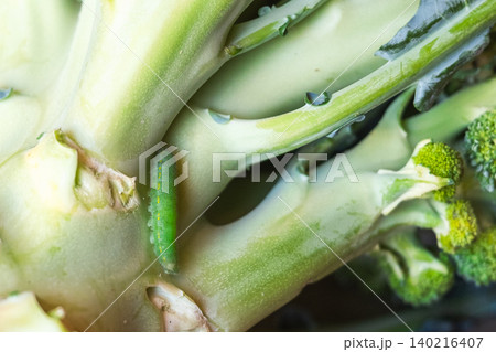 Green caterpillar on a broccoli stalk. Close-up view of eco-food with pests on the plant. Fresh vegetable with natural elements. Green caterpillar on a broccoli stalk. Close-up view of eco-food with pests on the plant. Fresh vegetable with natural elements. 140216407