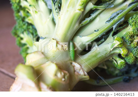Green caterpillar on a broccoli stalk. Close-up view of eco-food with pests on the plant. Fresh vegetable with natural elements. Green caterpillar on a broccoli stalk. Close-up view of eco-food with pests on the plant. Fresh vegetable with natural elements. 140216413