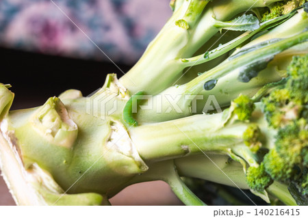 Green caterpillar on a broccoli stalk. Close-up view of eco-food with pests on the plant. Fresh vegetable with natural elements. Green caterpillar on a broccoli stalk. Close-up view of eco-food with pests on the plant. Fresh vegetable with natural elements. 140216415