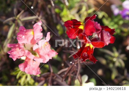 Pink and Red Snapdragon Flowers with Raindrops Closeup 140216618