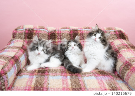 ピンクバックとソファーと3匹のノルウェージャンフォレストキャットの仔猫 140216679