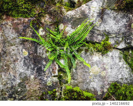 Vibrant fern clings to weathered stone Vibrant fern clings to weathered stone 140216692