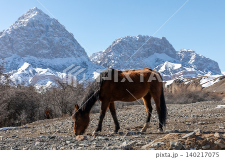 Grazing horse in mountain valley with snowy peaks under clear blue sky 140217075
