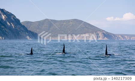 Orca dorsal fins in the Pacific Ocean near Kamchatka coastline, Russia Orca dorsal fins in the Pacific Ocean near Kamchatka coastline, Russia 140217309