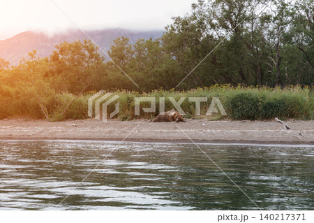 Brown bear resting on the shore at Kuril Lake in Kamchatka at sunset light 140217371