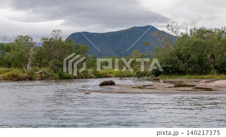 Brown bear fishing in Kurilskoye Lake river landscape, Kamchatka village Brown bear fishing in Kurilskoye Lake river landscape, Kamchatka village 140217375