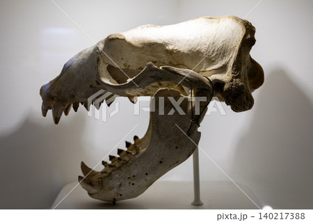 Bear skull exhibit in Petropavlovsk-Kamchatsky regional museum display case 140217388