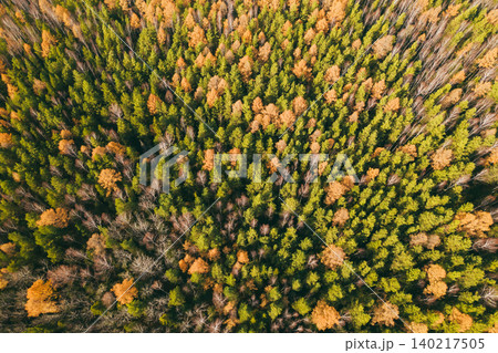Aerial view of mixed forest canopy with autumn colors and evergreen trees 140217505