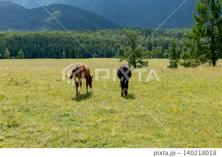 Grazing horses in Ak-Kem Valley meadow with forest and Altai Mountains backdrop Grazing horses in Ak-Kem Valley meadow with forest and Altai Mountains backdrop 140218018