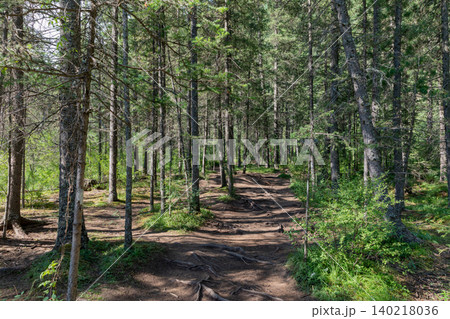 Forest dirt road to Geyser Lake near Aktash village in Altai Mountains 140218036