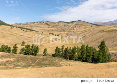 Panoramic view of Kurai Steppe valley with hills and larch forest, Altai Panoramic view of Kurai Steppe valley with hills and larch forest, Altai 140218038