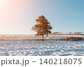 Lone pine tree in winter landscape of Tazheran Steppe under pastel sky 140218075