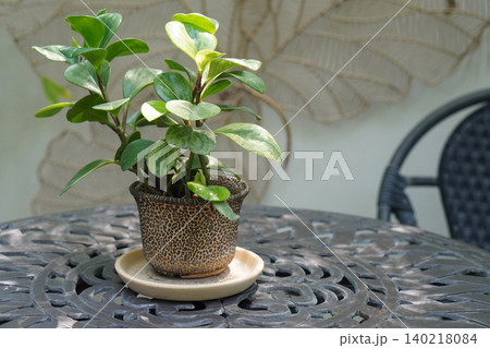 front view tree in pot Place on a tile tray. Placed on a black iron table, on nature background, decor, nature, fashion, copy space 140218084