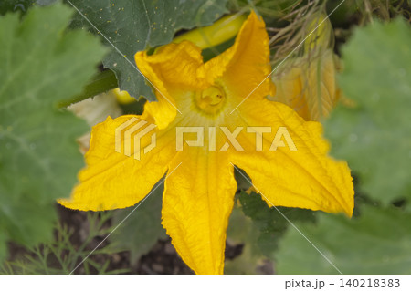 Large Yellow Zucchini Squash Flower Blooming Closeup Large Yellow Zucchini Squash Flower Blooming Closeup 140218383